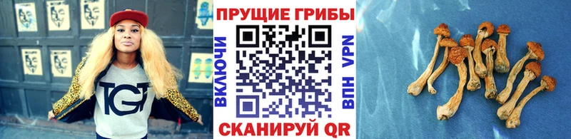 Галлюциногенные грибы мицелий  Валдай 